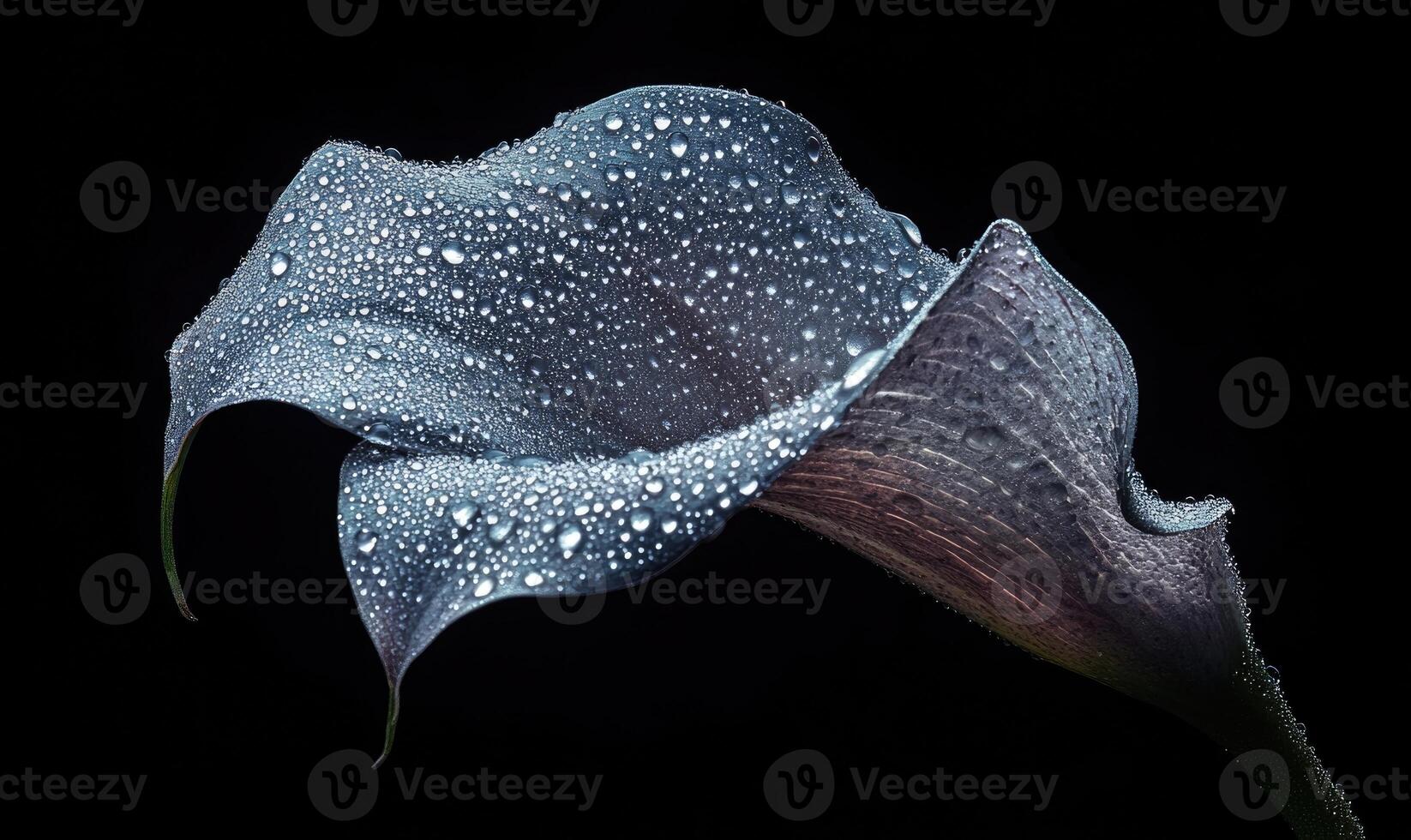 a calla lily with water droplets on it photo