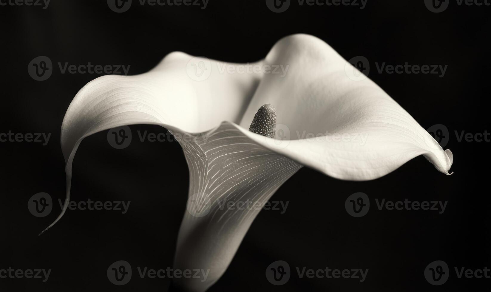 A white flower with a brown center photo
