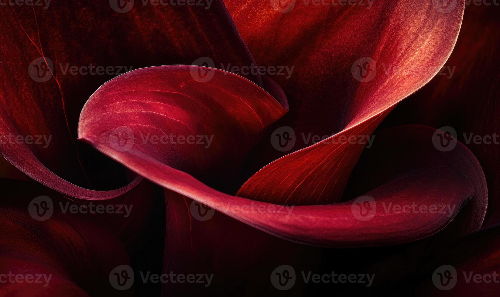 A close up of a red flower with a very curvy stem photo