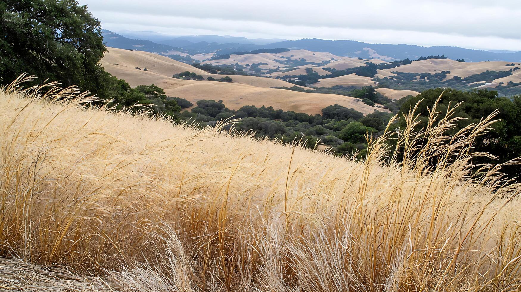 Golden Grassland Overlooking Rolling Hills and Distant Mountains. photo