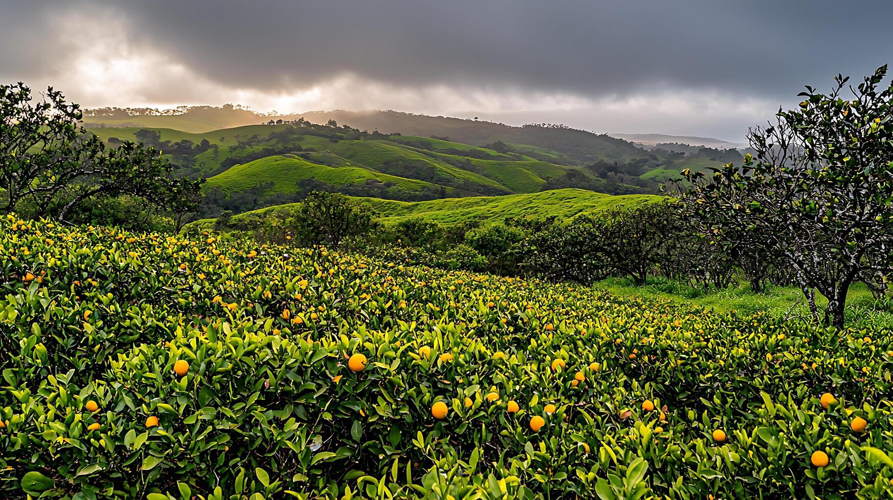 Lush Orange Grove on Rolling Hills Under a Dramatic Sky. A picturesque landscape of vibrant citrus trees against a backdrop of green hills and a cloudy sky. photo