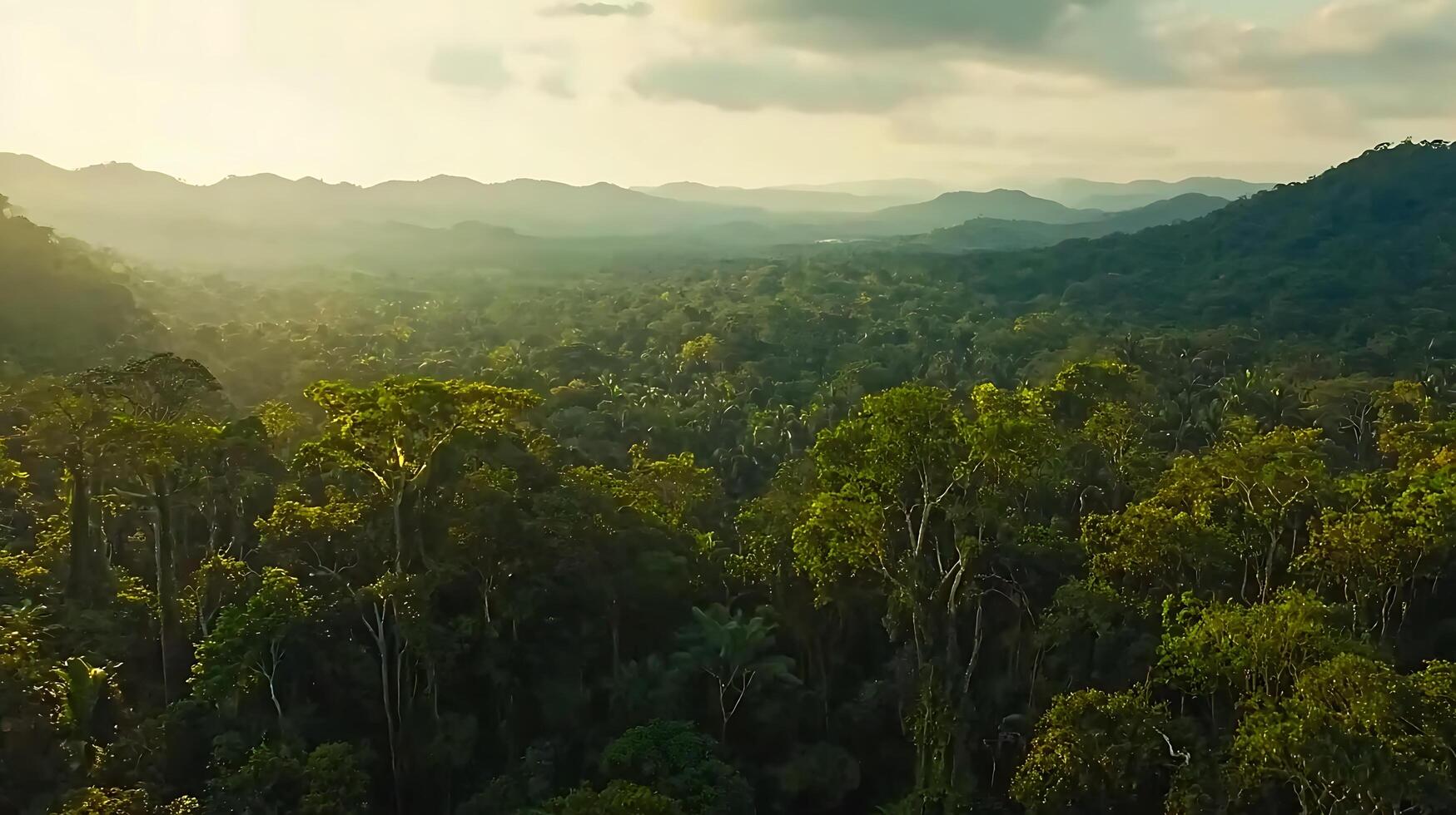 Lush Rainforest Landscape at Sunset Aerial View of a Tropical Jungle. photo