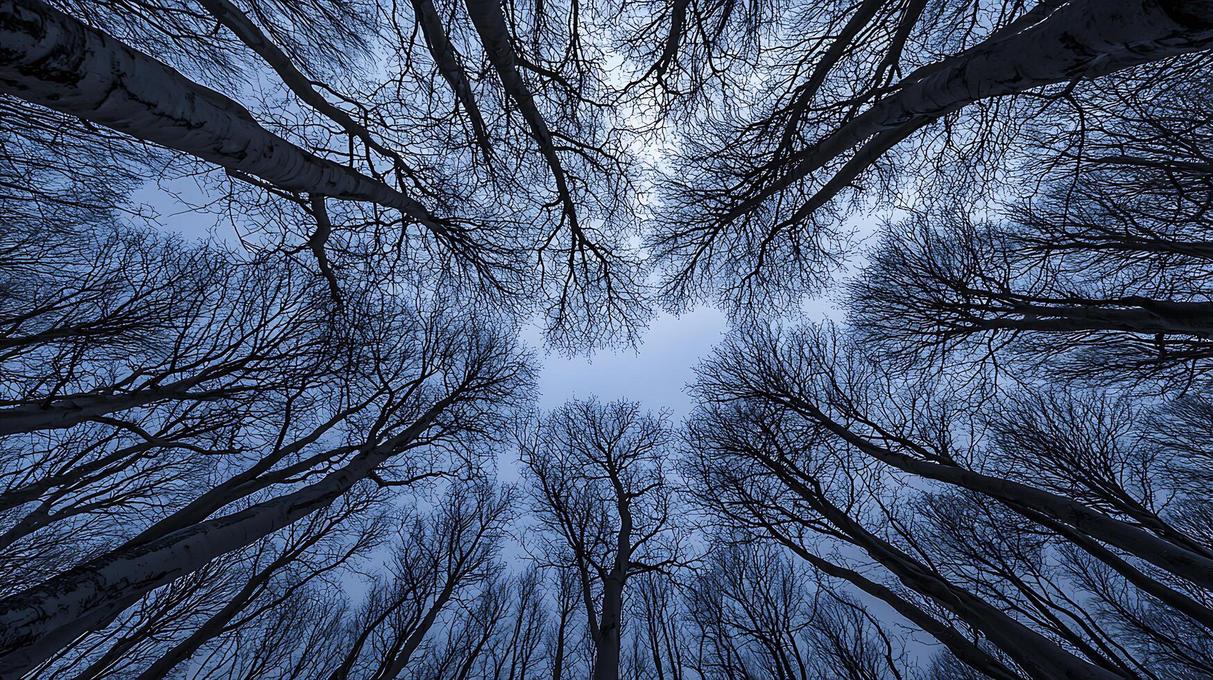 Upward View of Leafless Trees Against a Twilight Sky. A dramatic, low angle shot showcasing the intricate silhouettes of bare branches reaching towards the heavens. photo