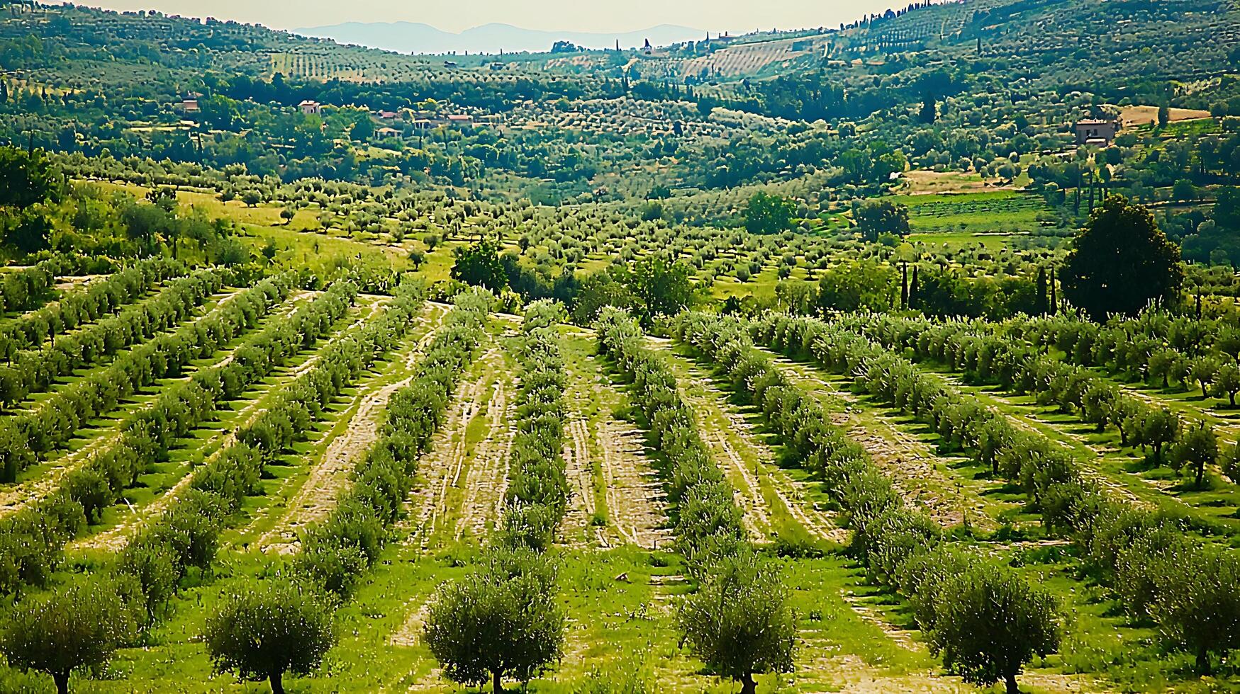 Tuscan Olive Grove Landscape Rows of Olive Trees on Rolling Hills. photo