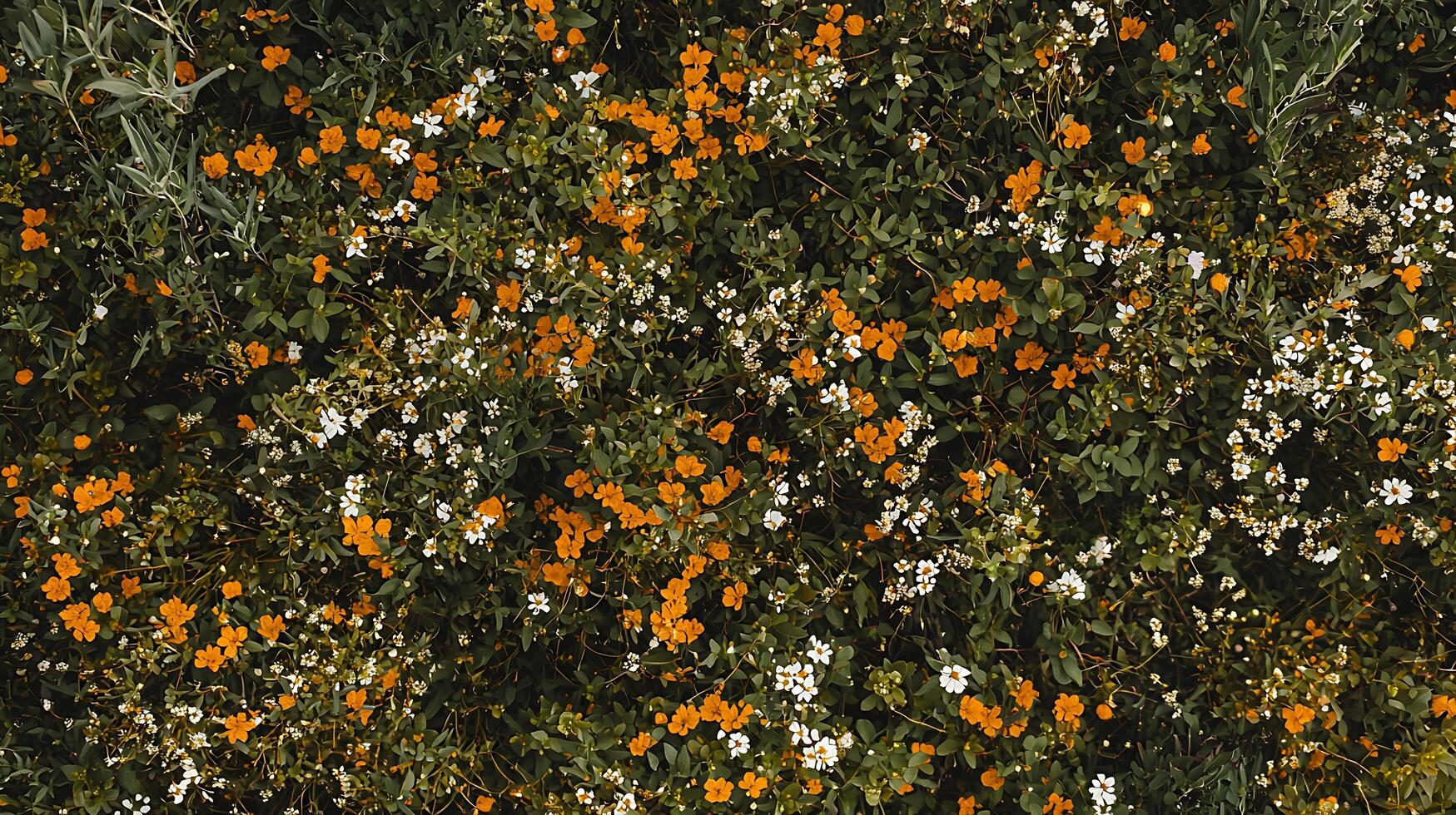 Aerial View of Orange and White Wildflowers Blooming in Lush Green Foliage. photo