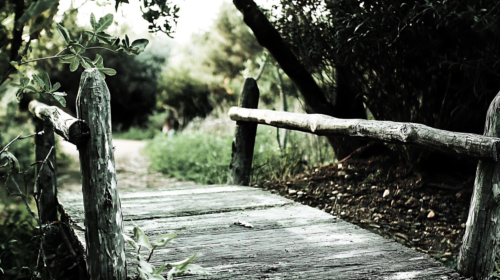 Rustic Wooden Footbridge in a Serene Green Forest. A close up image of a weathered wooden bridge leading through lush foliage. photo