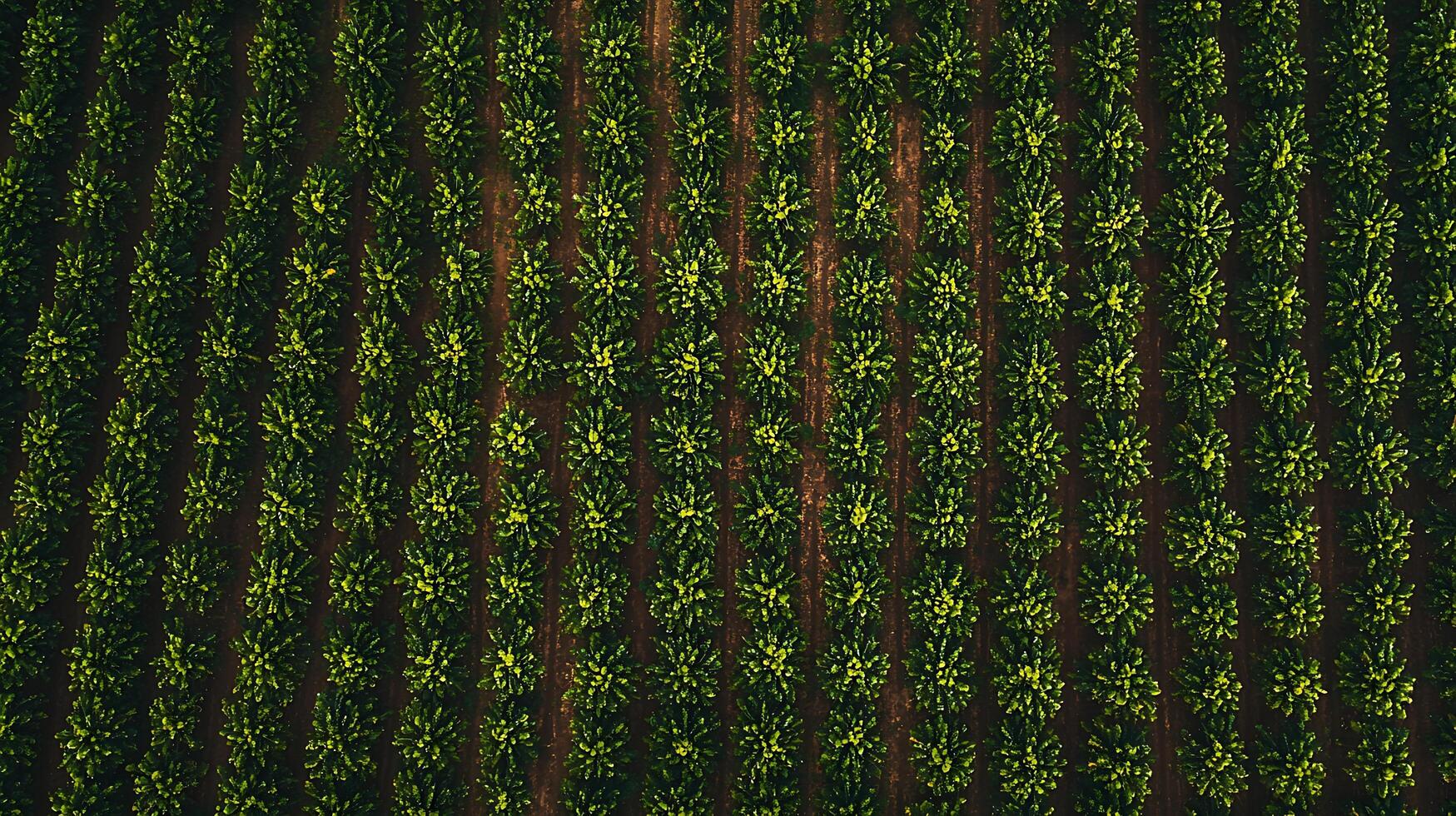 Aerial View of Rows of Lush Green Crops in a Farmland Field. photo