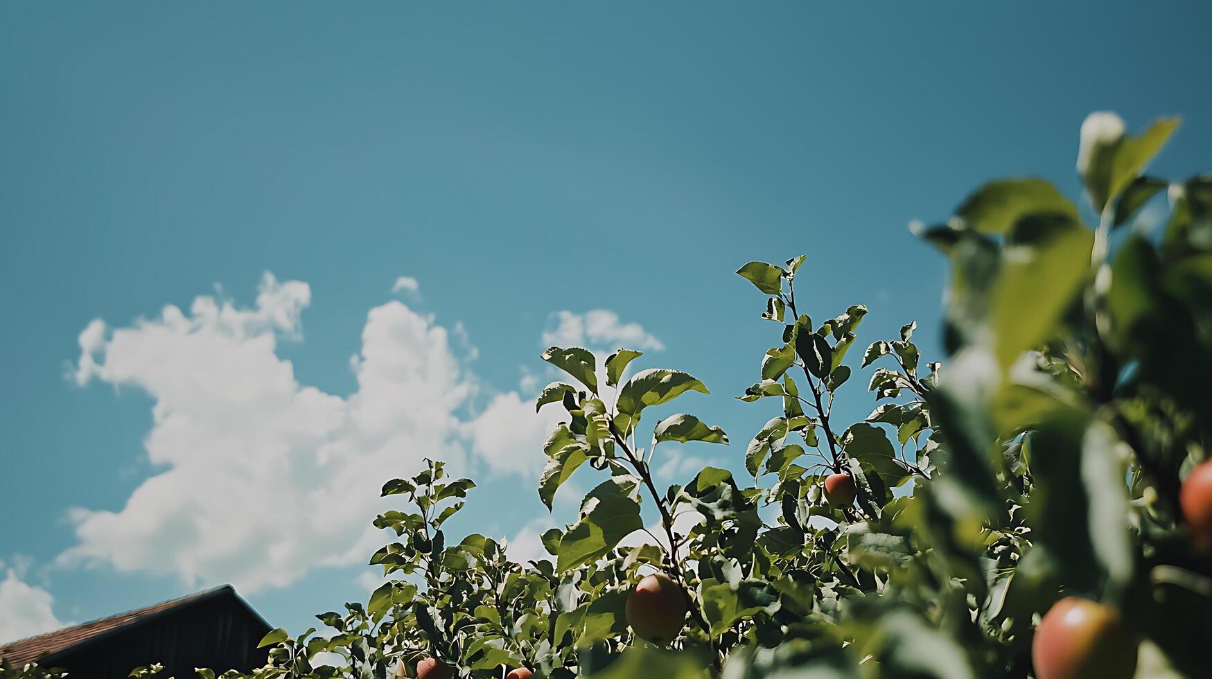 Apple Orchard on a Sunny Day Low Angle View of Growing Apples. photo