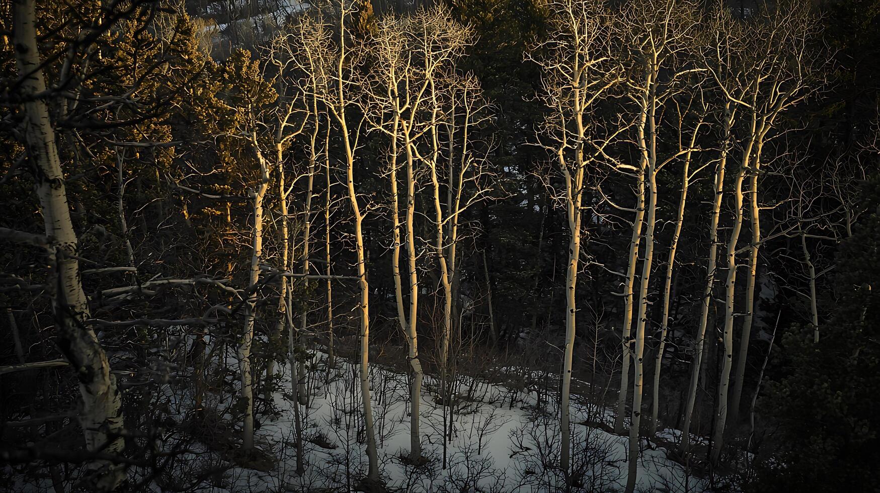 Golden Hour Aspen Grove in Winter Wonderland A Breathtaking View of Snow-Covered Trees. photo