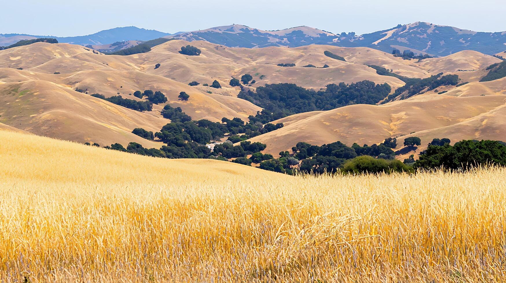 Golden Wheat Field and Rolling Hills Landscape in California. A picturesque view of a sun-drenched landscape. photo
