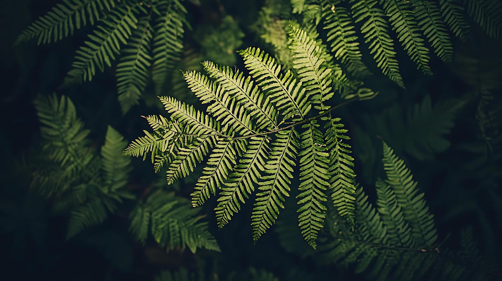 Lush Green Fern Fronds Close Up in a Dark Forest Setting. photo