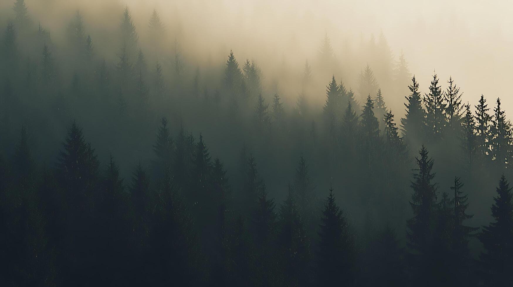 Misty Mountain Forest An Enchanting View of Pine Trees Shrouded in Fog. photo