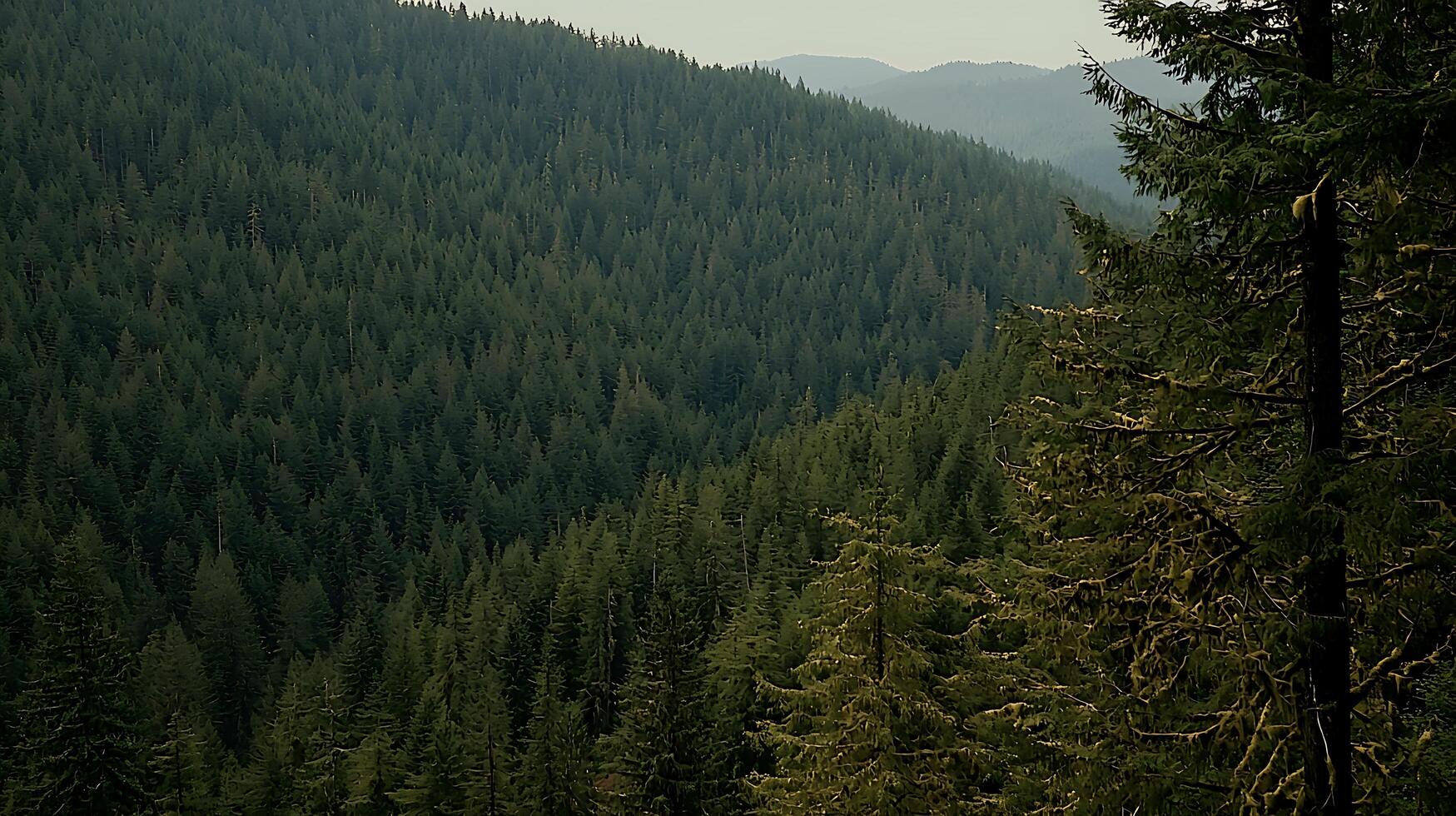 Lush Evergreen Forest Landscape A Panoramic View of Coniferous Trees on a Mountainside. photo