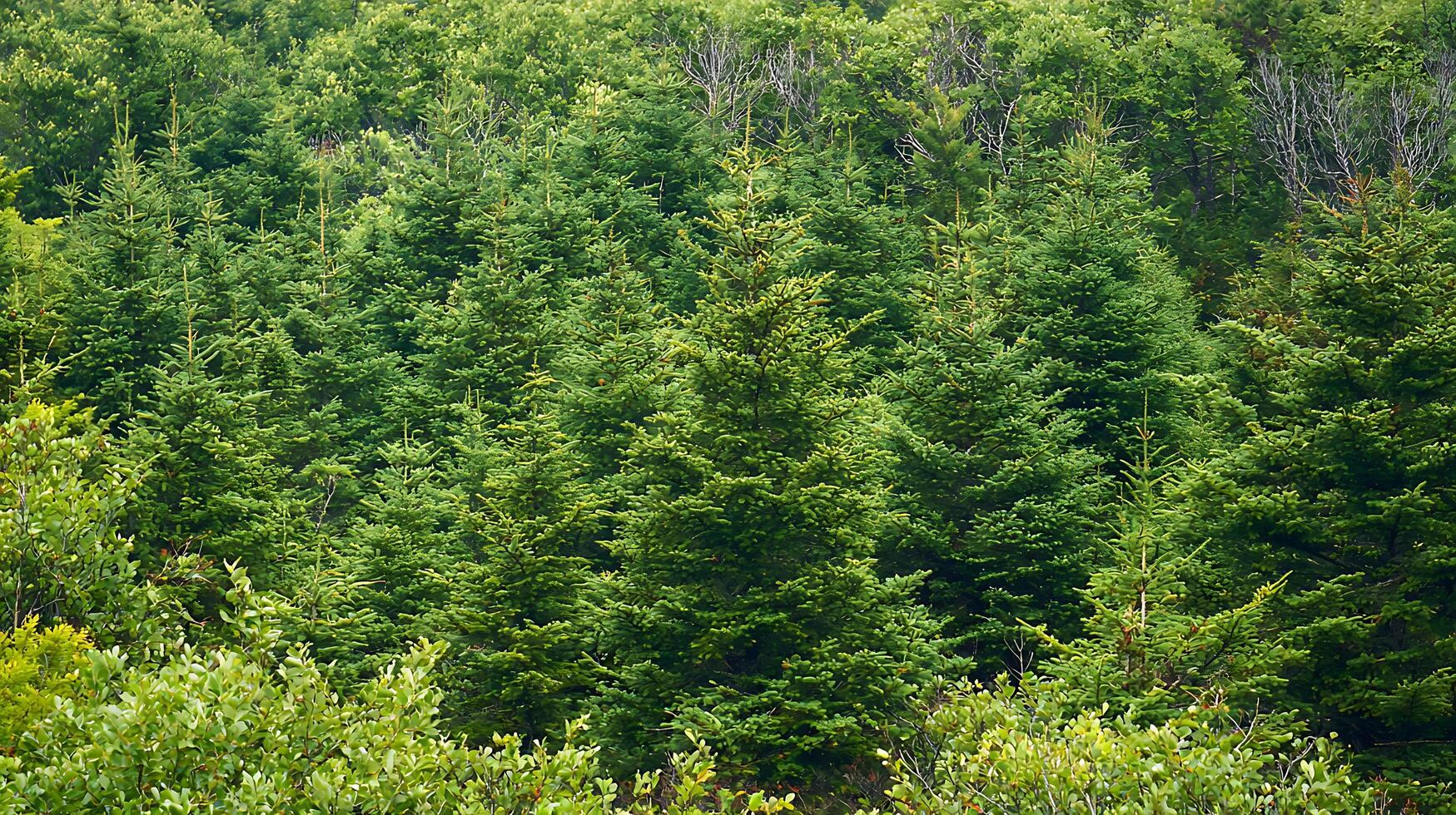 Lush Evergreen Forest A Dense Canopy of Fir Trees. photo