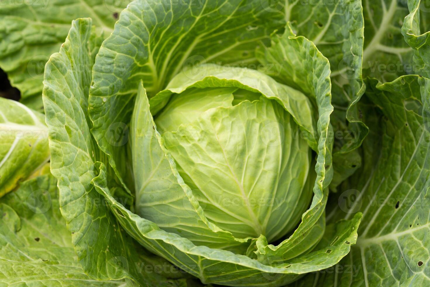 Close-up of fresh ripe cabbage on a vegetable bed. Cabbage forks growing in the garden, top view. Organic vegetable background. Concept of agriculture photo