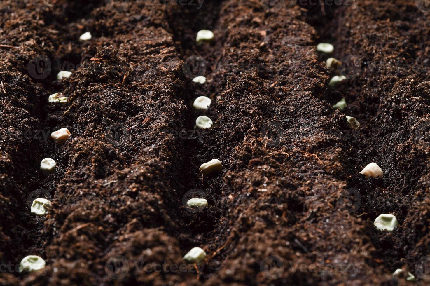 Planting pea seeds in the soil. Close-up. photo