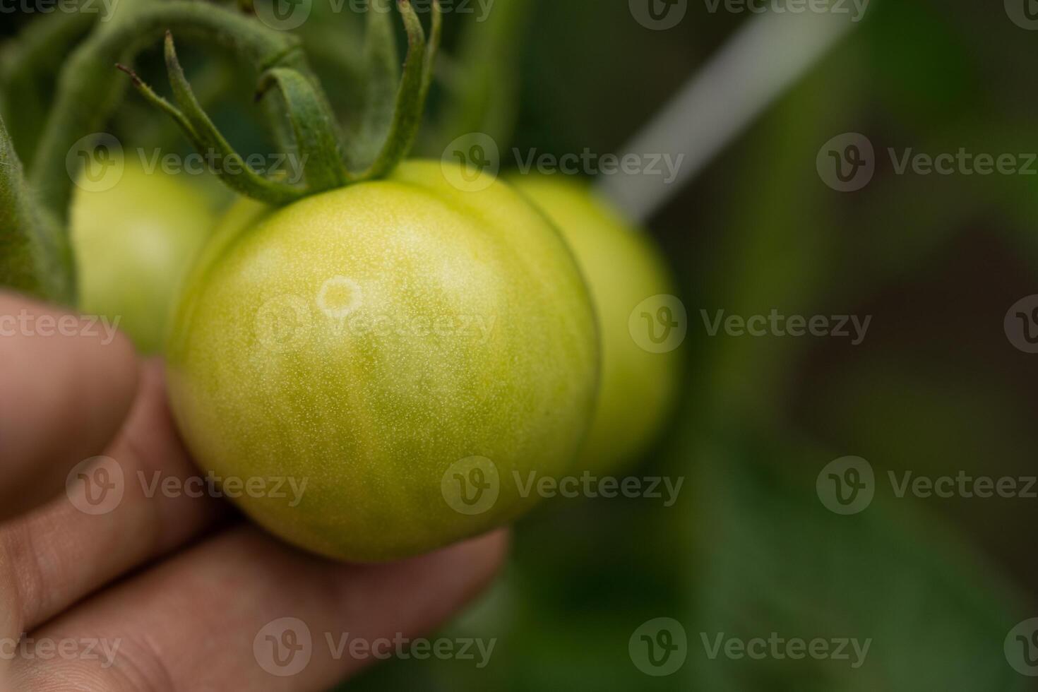 Tomato plants in greenhouse Green tomatoes plantation. Organic farming, young tomato plants growth in greenhouse. photo