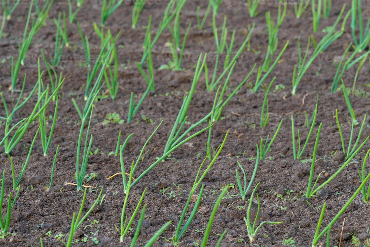 Onion plantation in the garden. Selective focus. photo