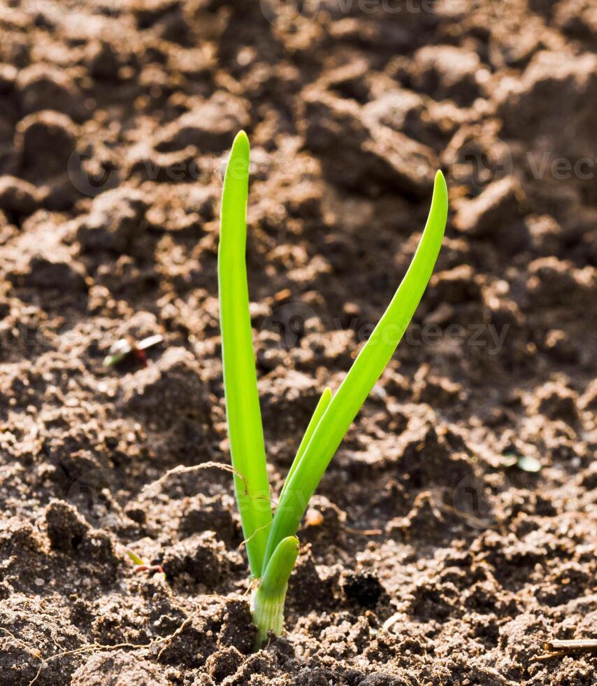 Bow in the ground. Close-up. photo
