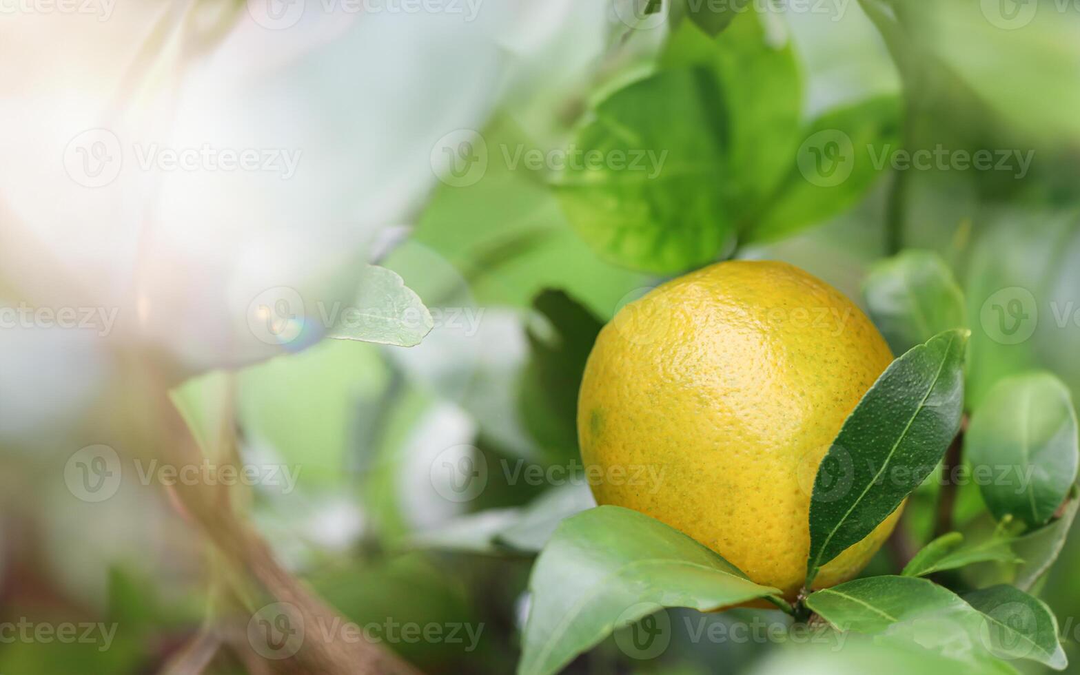 A lemon is growing on a tree with leaves photo