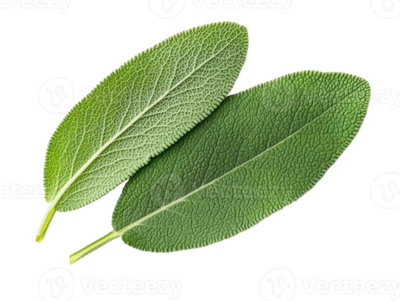 Fresh sage leaves for culinary use and herbal remedies png