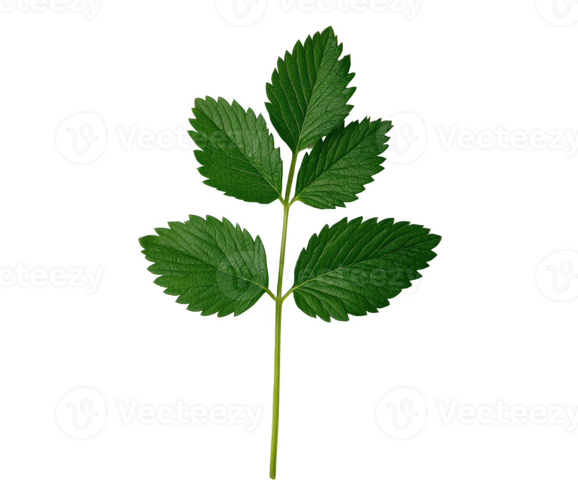 Green leaf branch with distinct serrated edges for nature design png