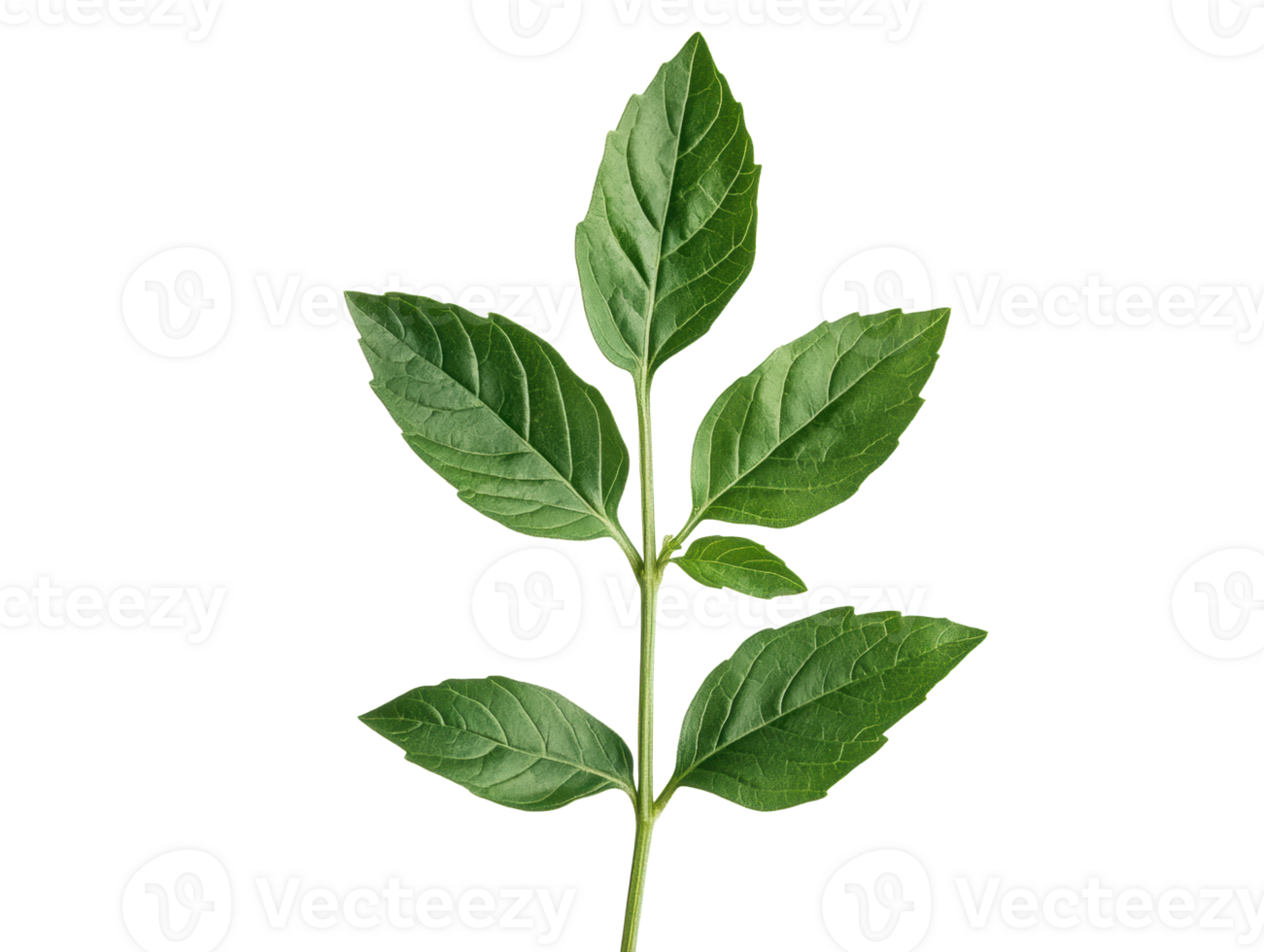 Fresh green leaves symbolize nature and growth png