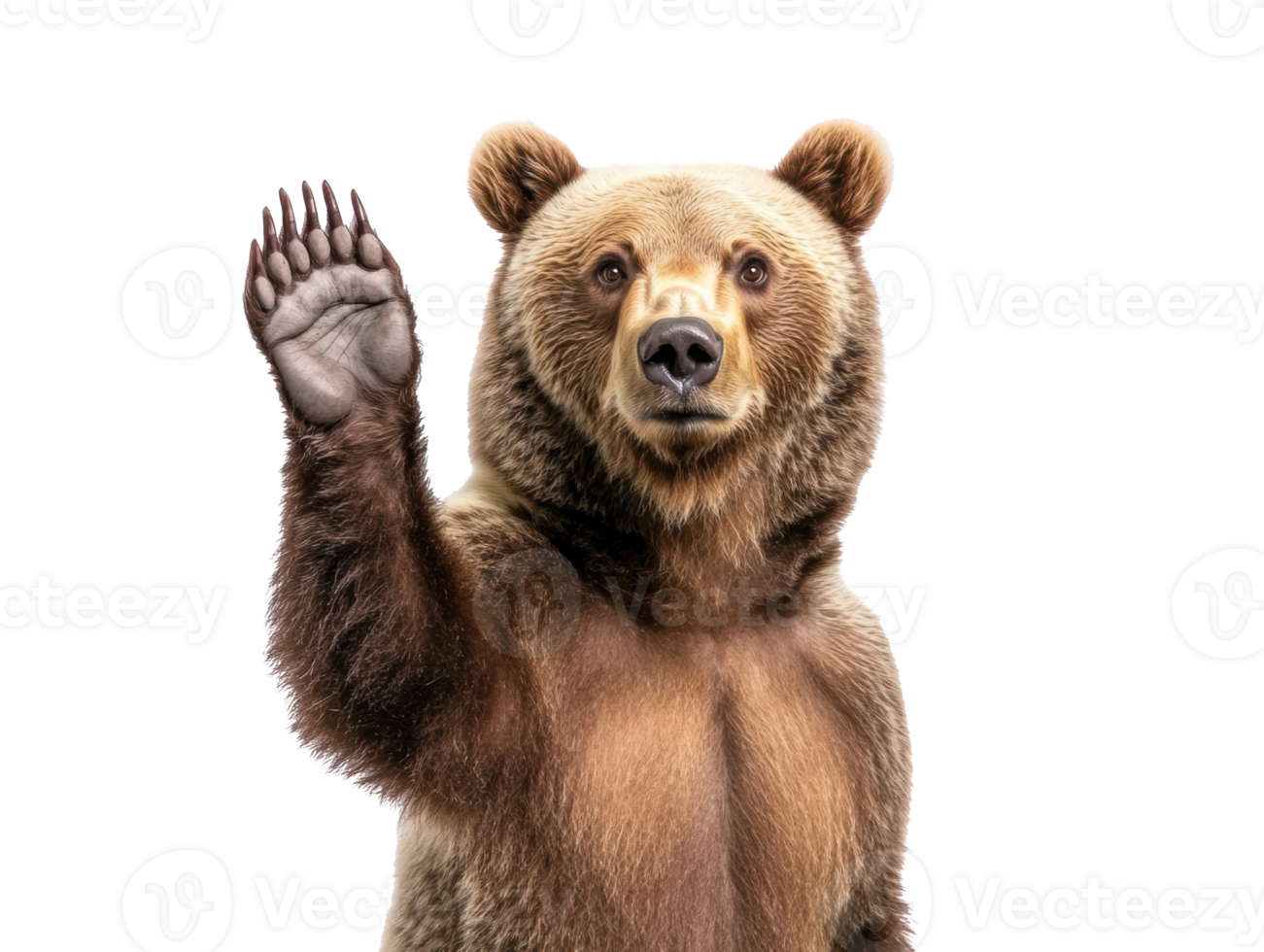 Grizzly bear waving hello in nature setting to greet visitors png
