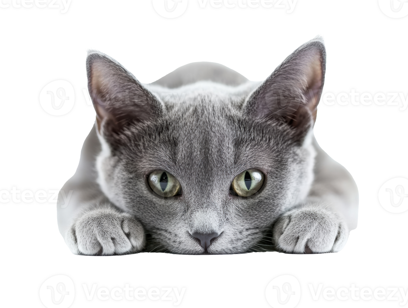 Gray cat resting on a surface while looking curiously at the camera png