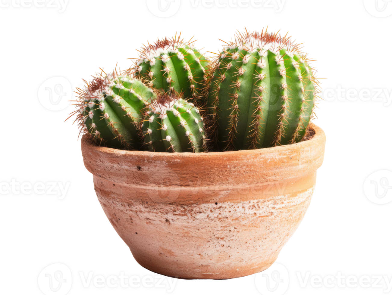 Cacti in terracotta pot for indoor garden decoration ideas png