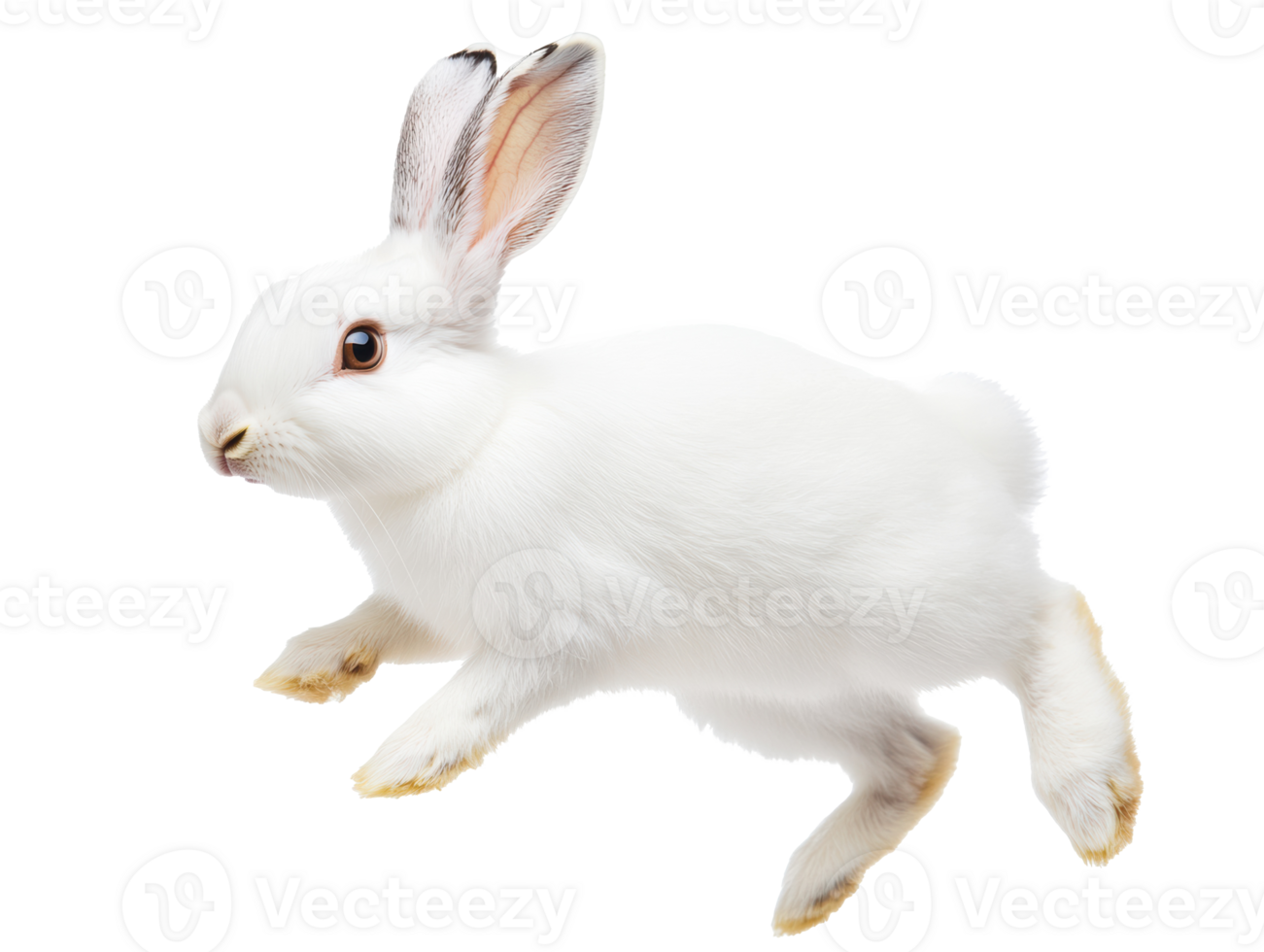 White rabbit hopping in motion with soft fur png