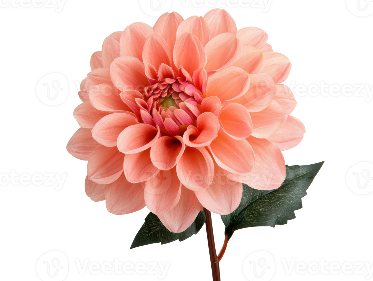 Beautiful pink dahlia flower against a soft background for decoration png