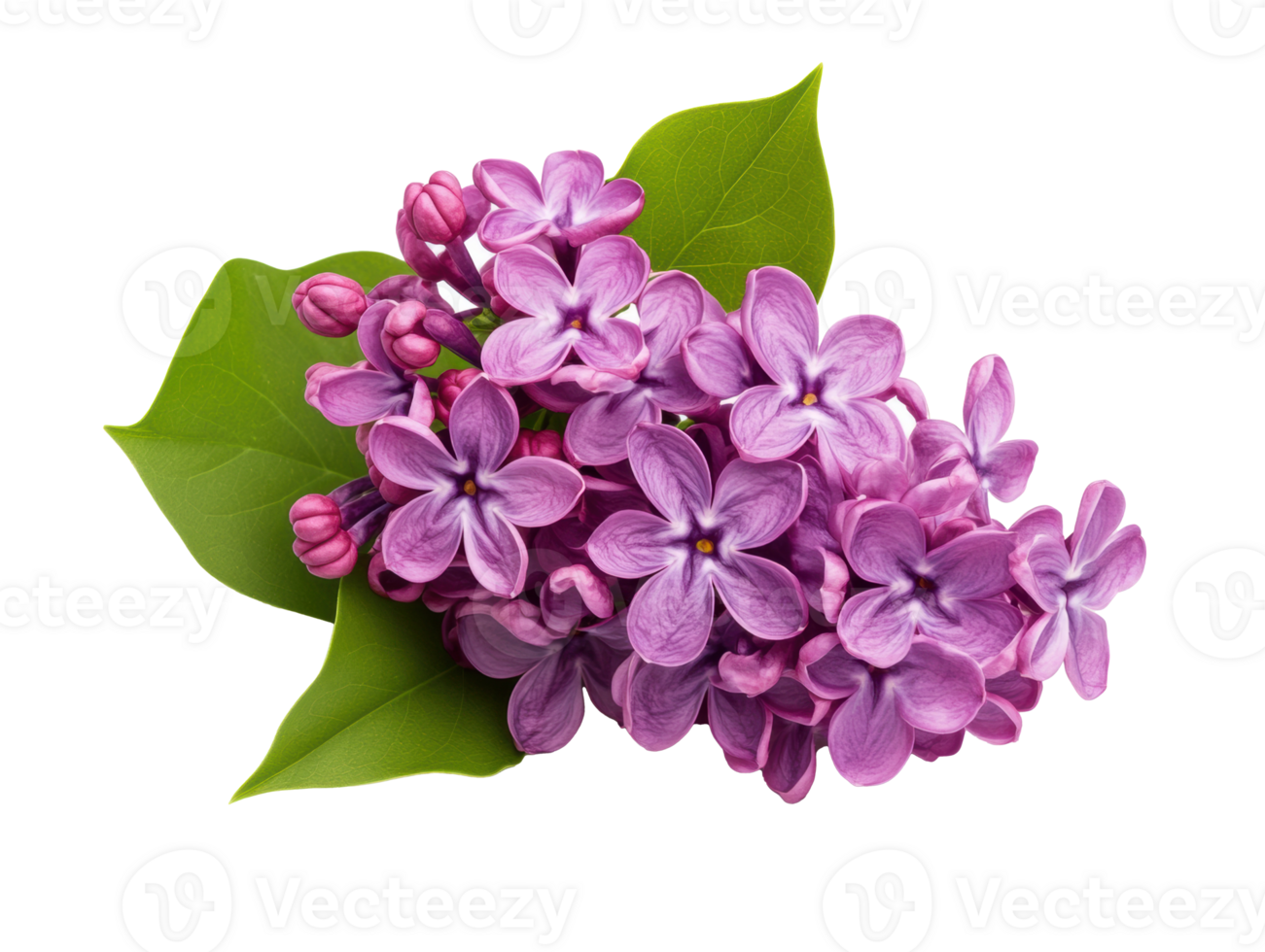 Beautiful lilac flowers bouquet with fresh green leaves for decoration png
