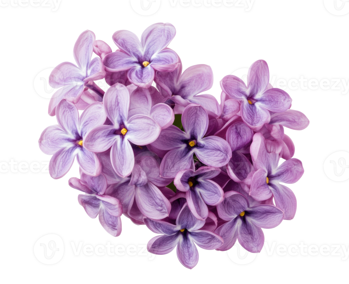 Vibrant lilac flowers arranged beautifully for spring decor and events png