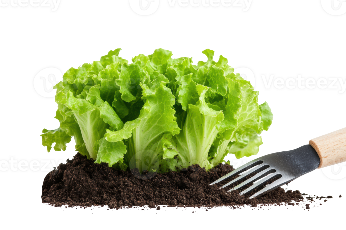 Fresh lettuce growing in soil with gardening fork png