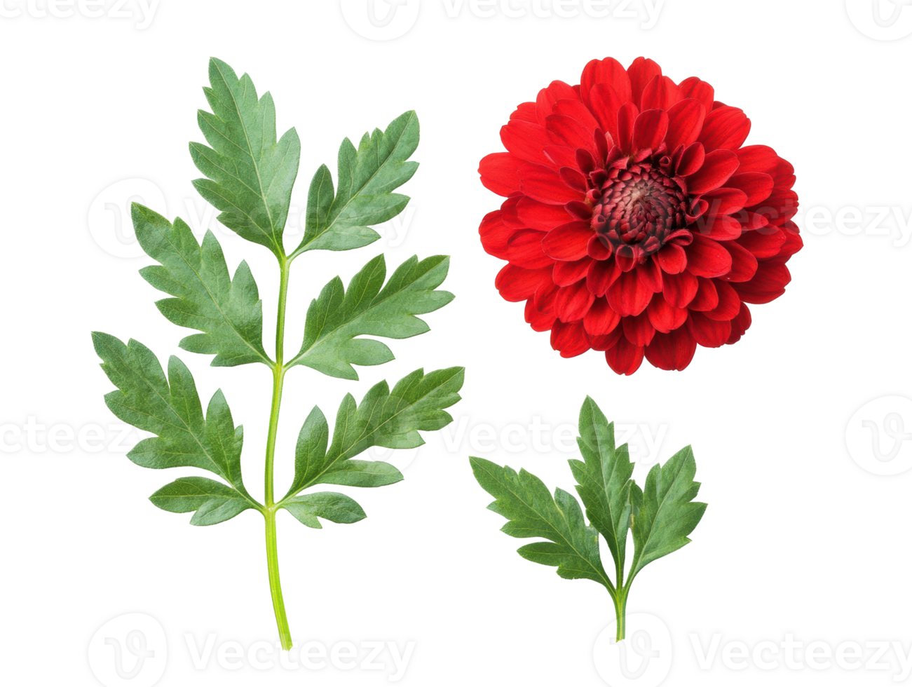 Red flower and green leaves for creative design projects png