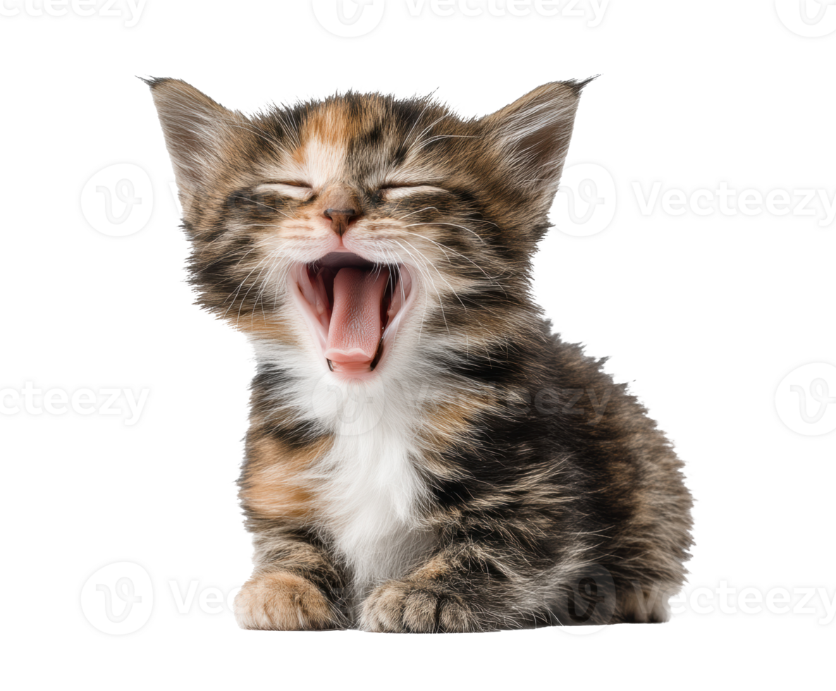 Cute kitten yawning with a playful expression in a cheerful pose png