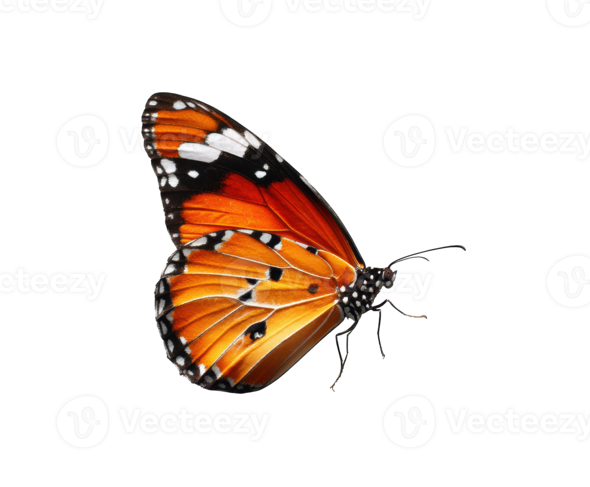 Colorful butterfly showcasing intricate patterns and vibrant colors png