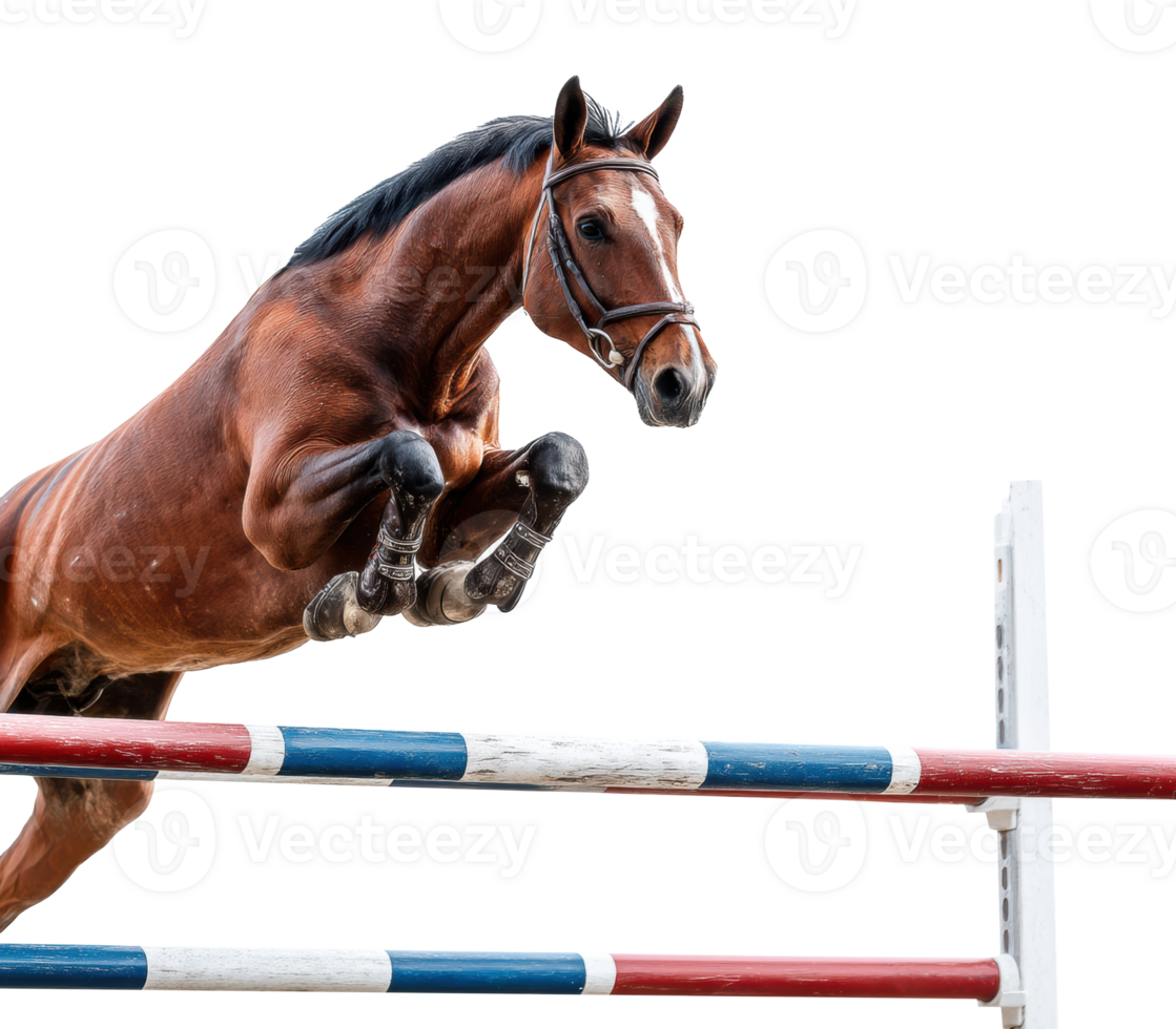 Horse jumping over obstacle in equestrian competition setting png