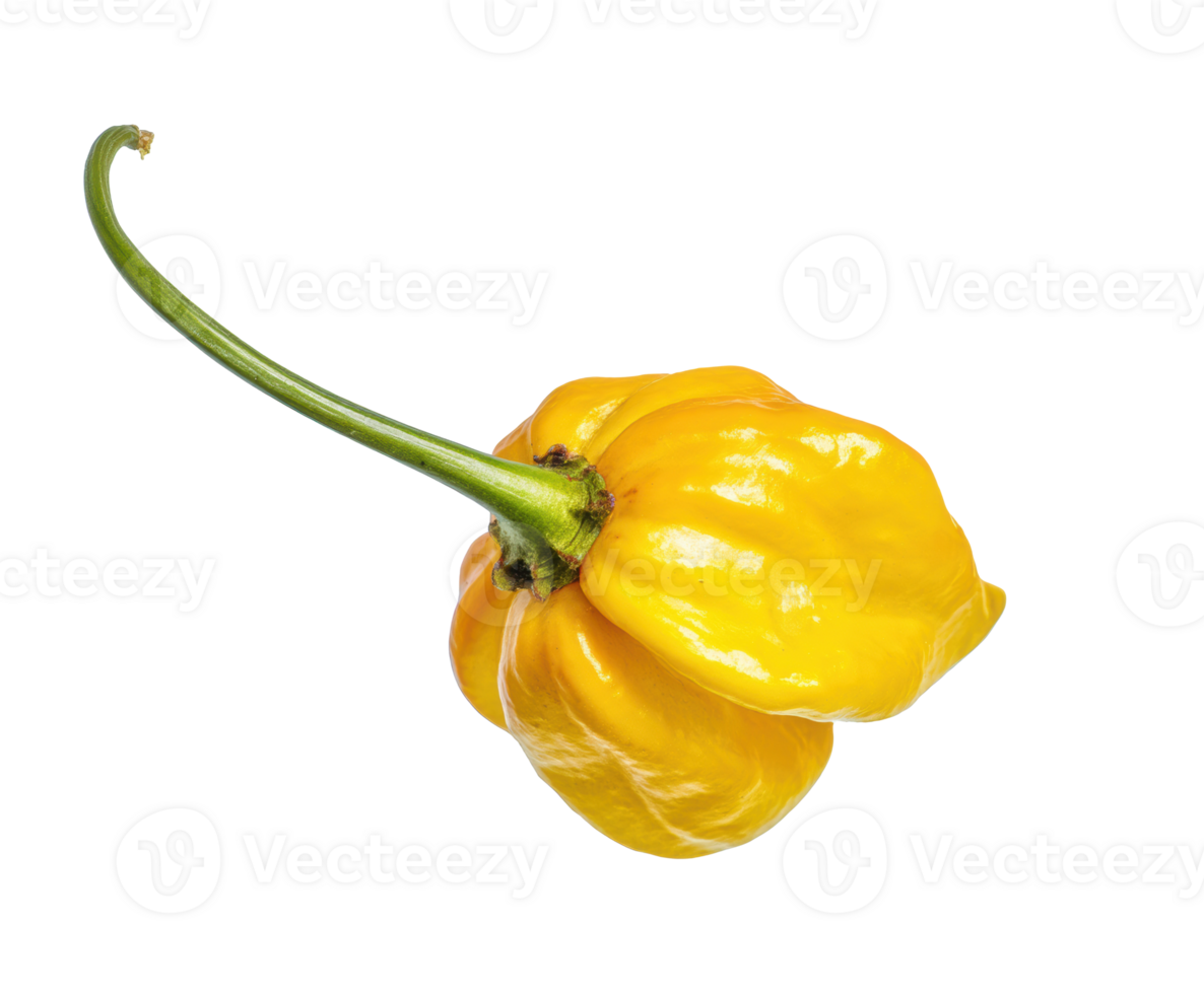 Yellow habanero chili pepper with vibrant color png
