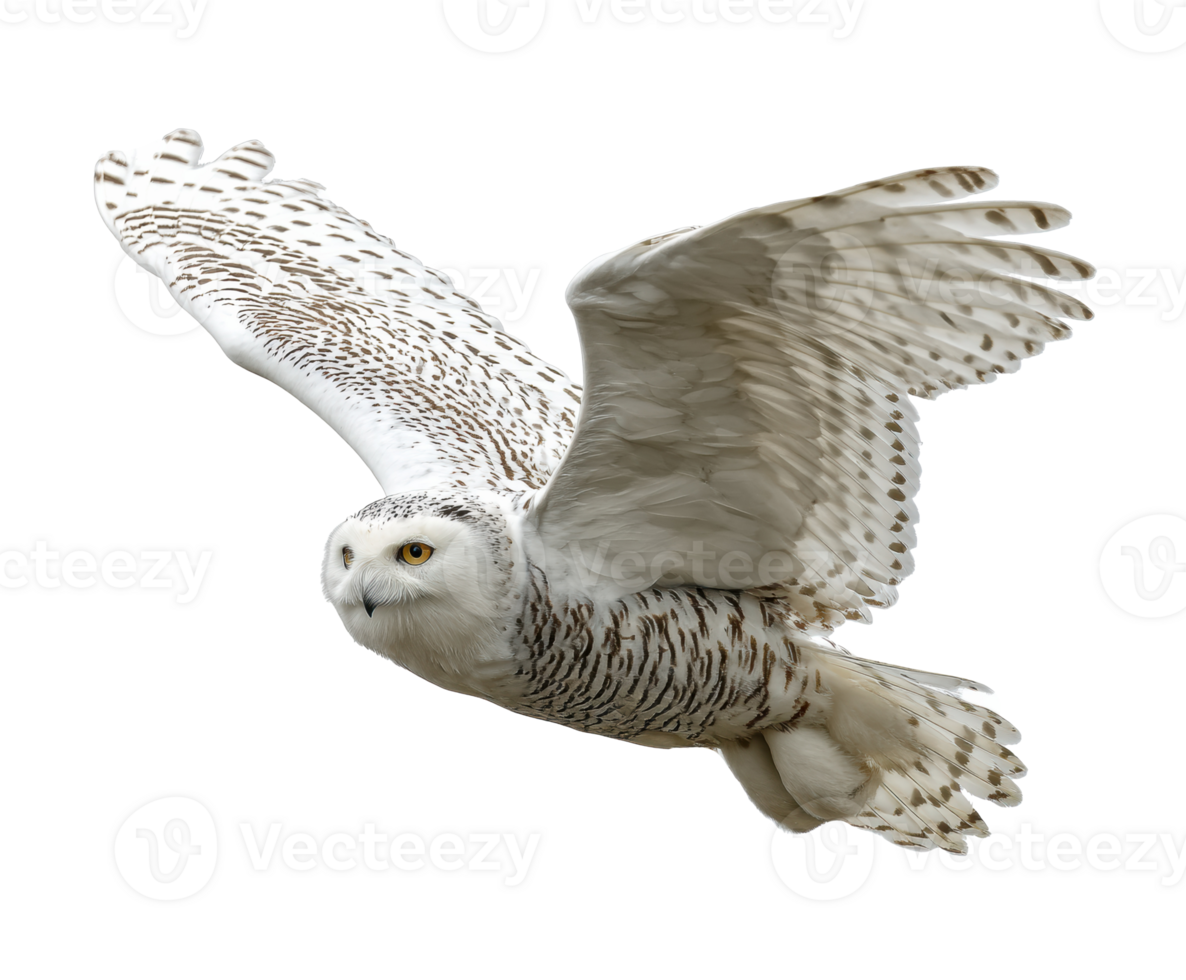 Snowy owl in flight over a snowy landscape during winter season png