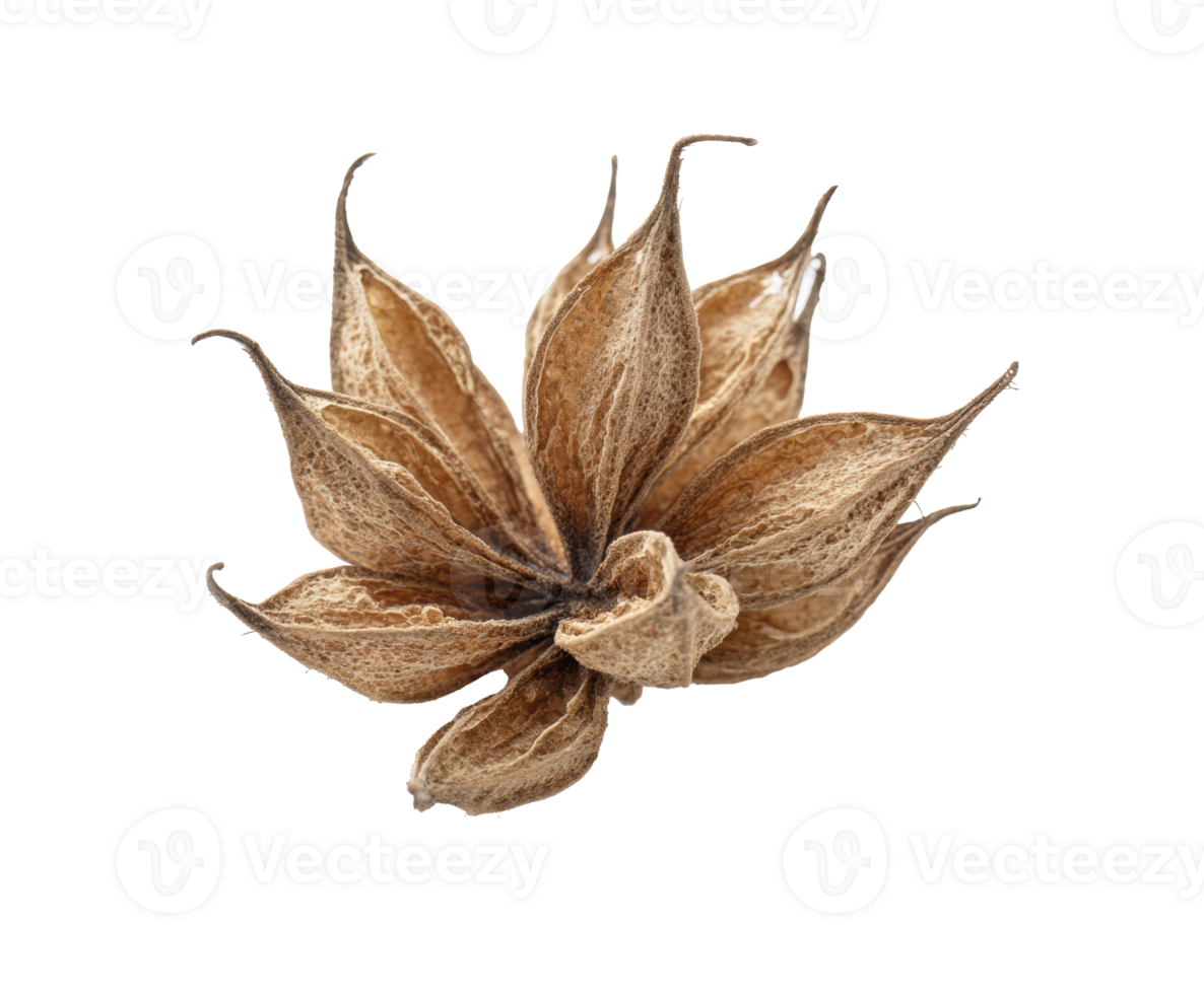 Unique dry seed pod with intricate petal-like shape for nature design png