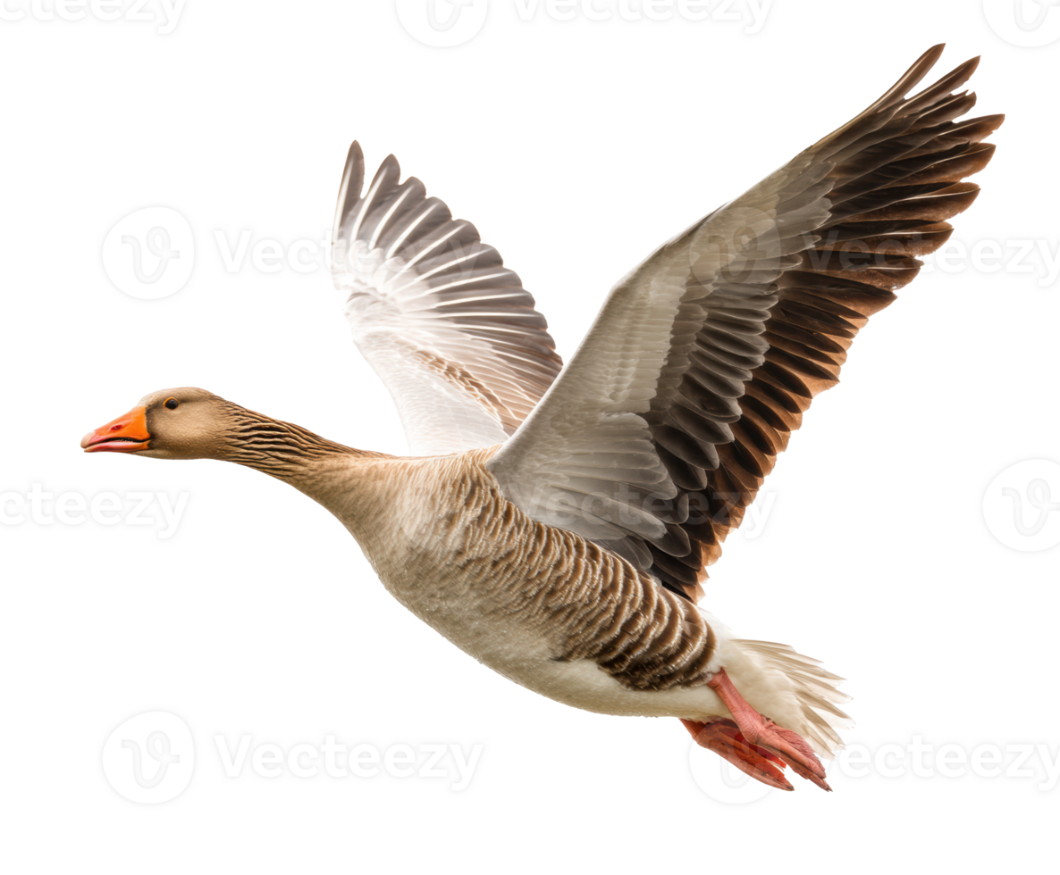 Goose in Flight Overhead Captured with Graceful Wings Spread png