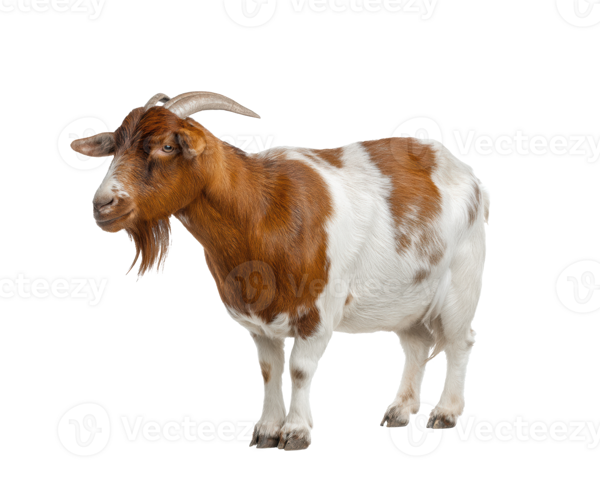 Goats grazing peacefully in a serene natural setting png