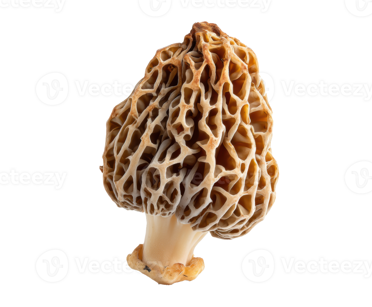 Morel mushroom with unique texture for culinary creations png