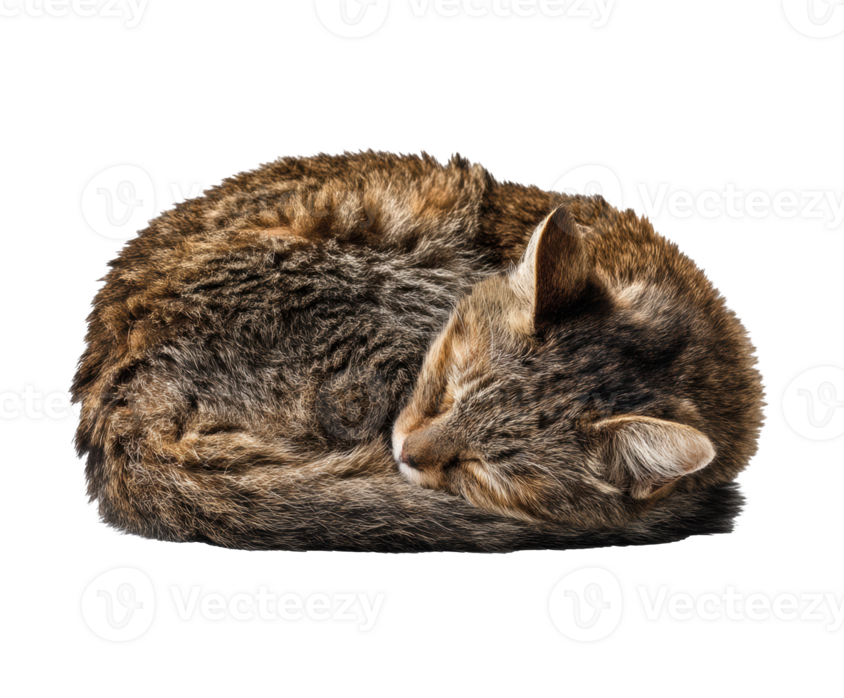 Cozy cat curled up in a peaceful sleep on a soft surface png