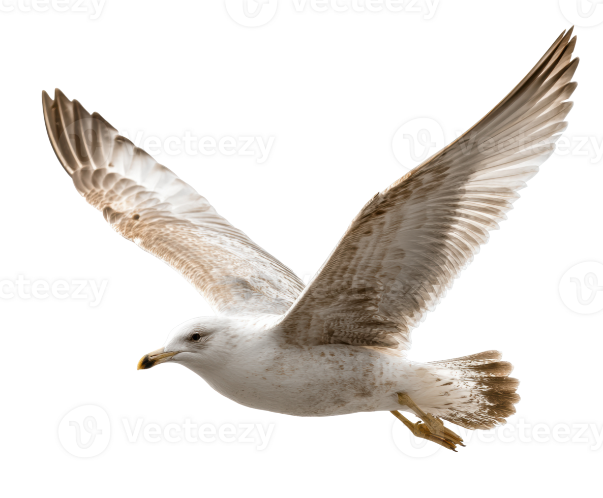 Majestic seagull flying gracefully above the shore png