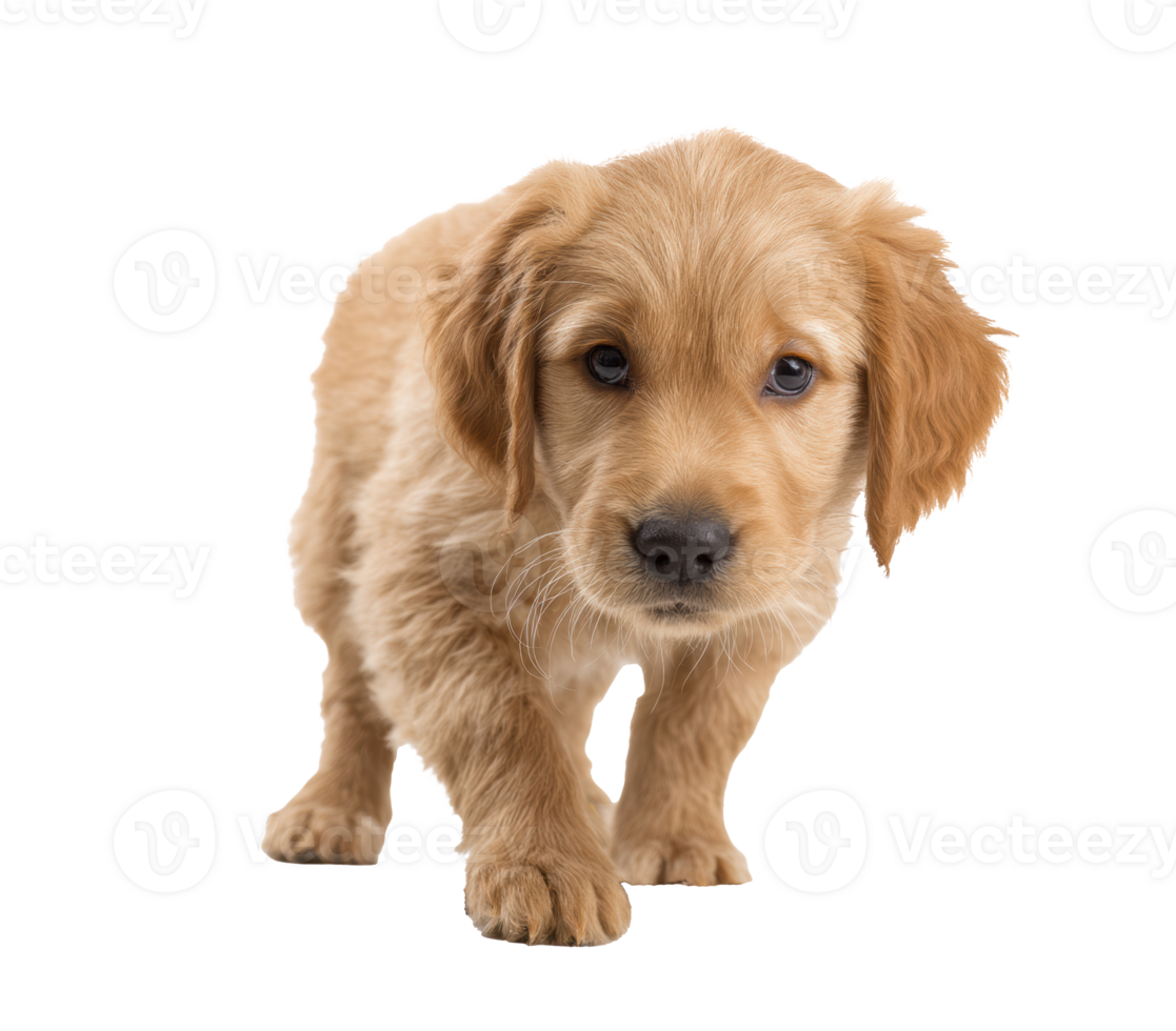 Playful golden retriever puppy exploring its surroundings indoors png