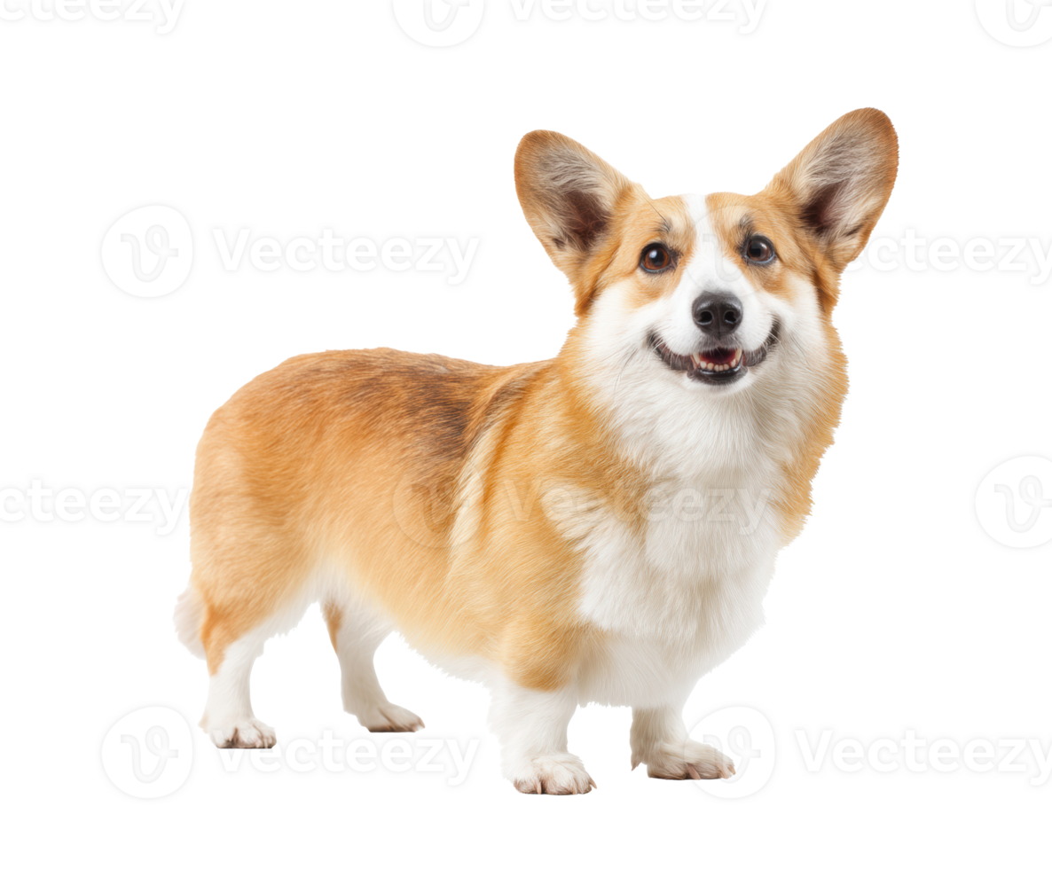 Happy corgi standing proudly in a playful pose png