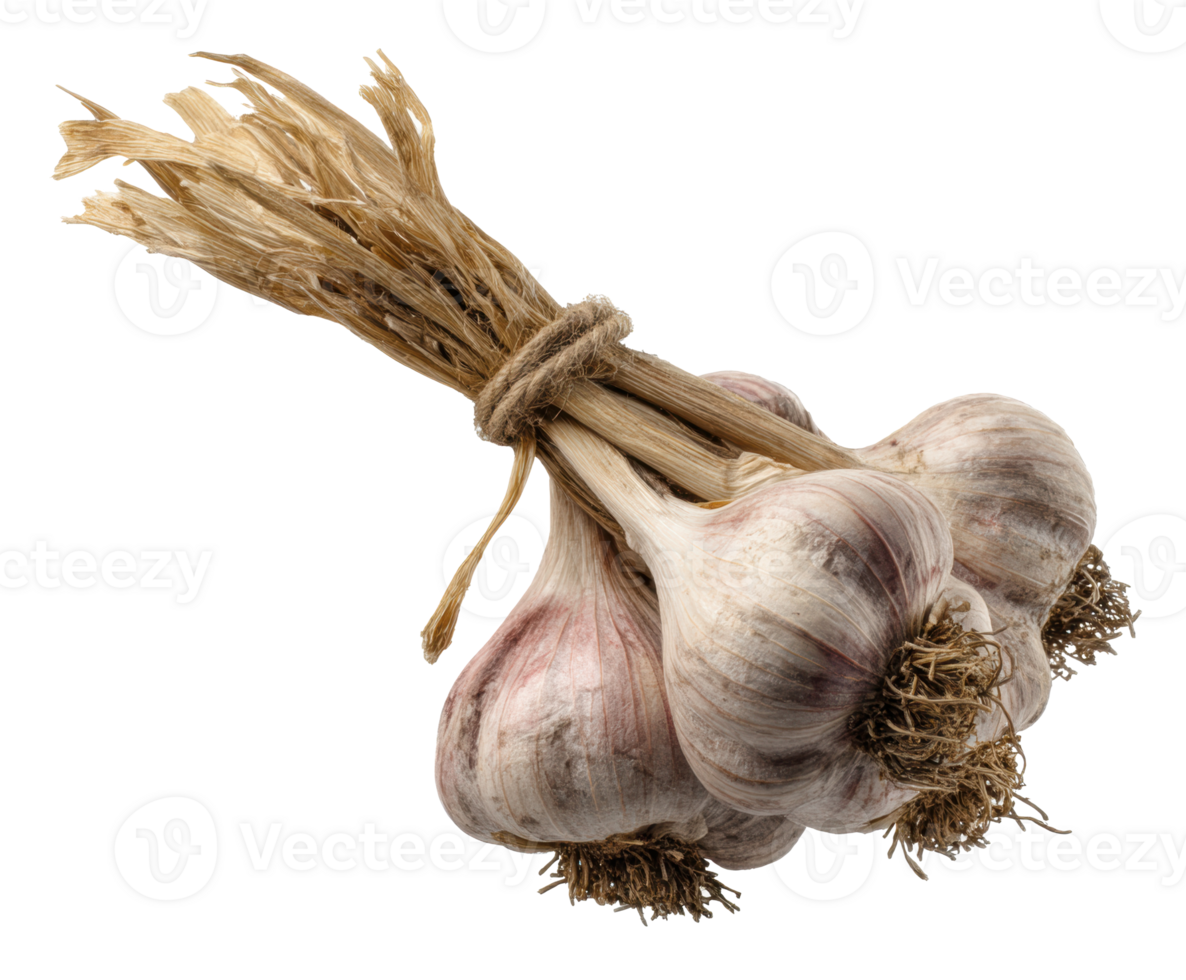 Fresh garlic bulbs tied together for culinary use in cooking png
